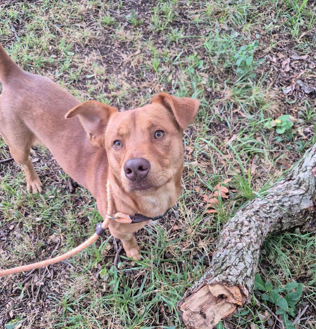 Enlarge Taz, a ADOPTABLE mixed breed in Stillwater, OK image 4/4