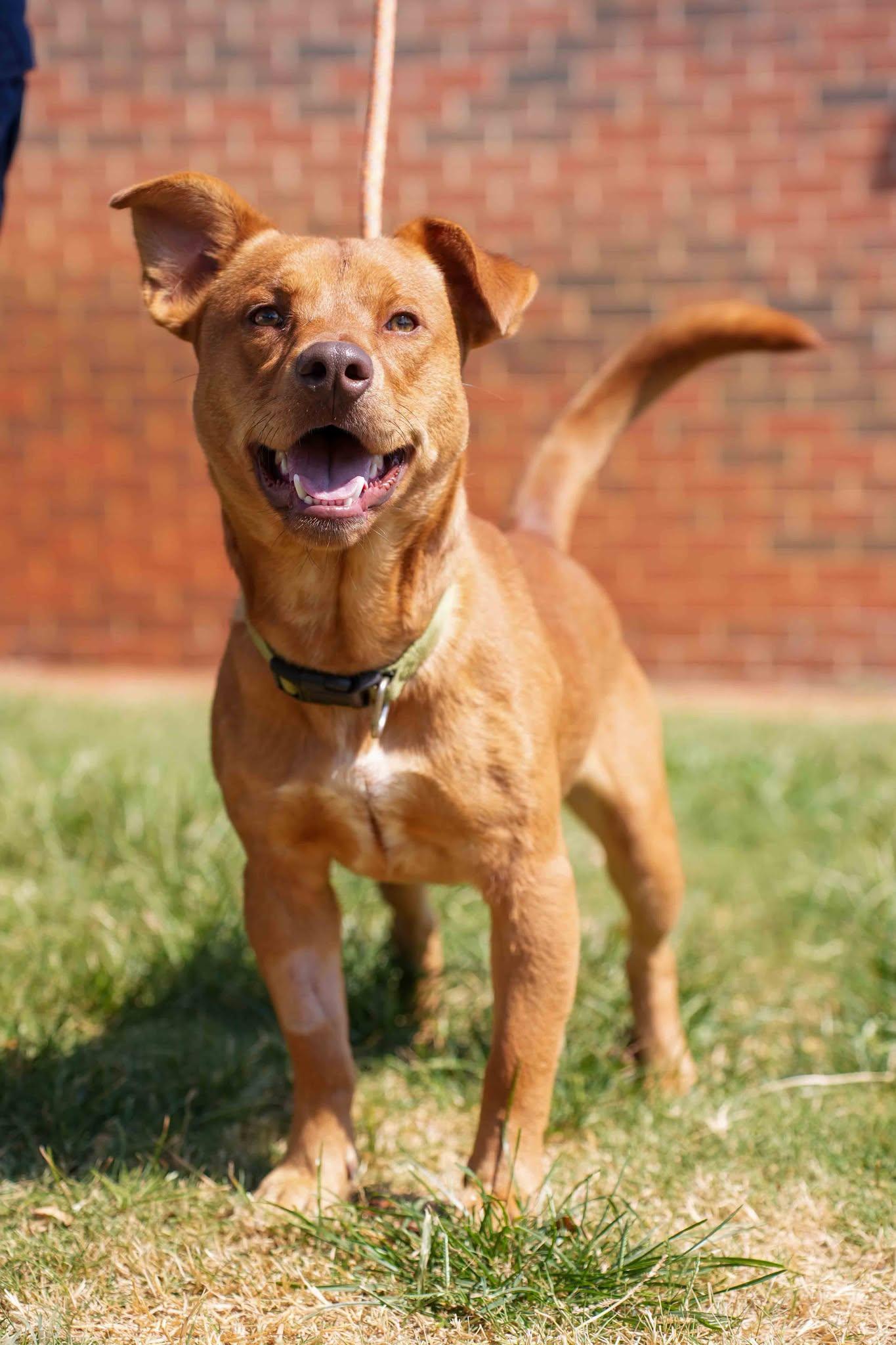 Taz, ADOPTABLE, Adult Male Pit Bull Terrier & Corgi.