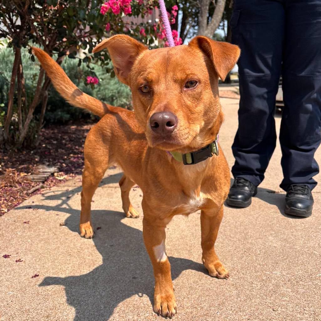 Enlarge Taz, a ADOPTABLE mixed breed in Stillwater, OK image 1/1