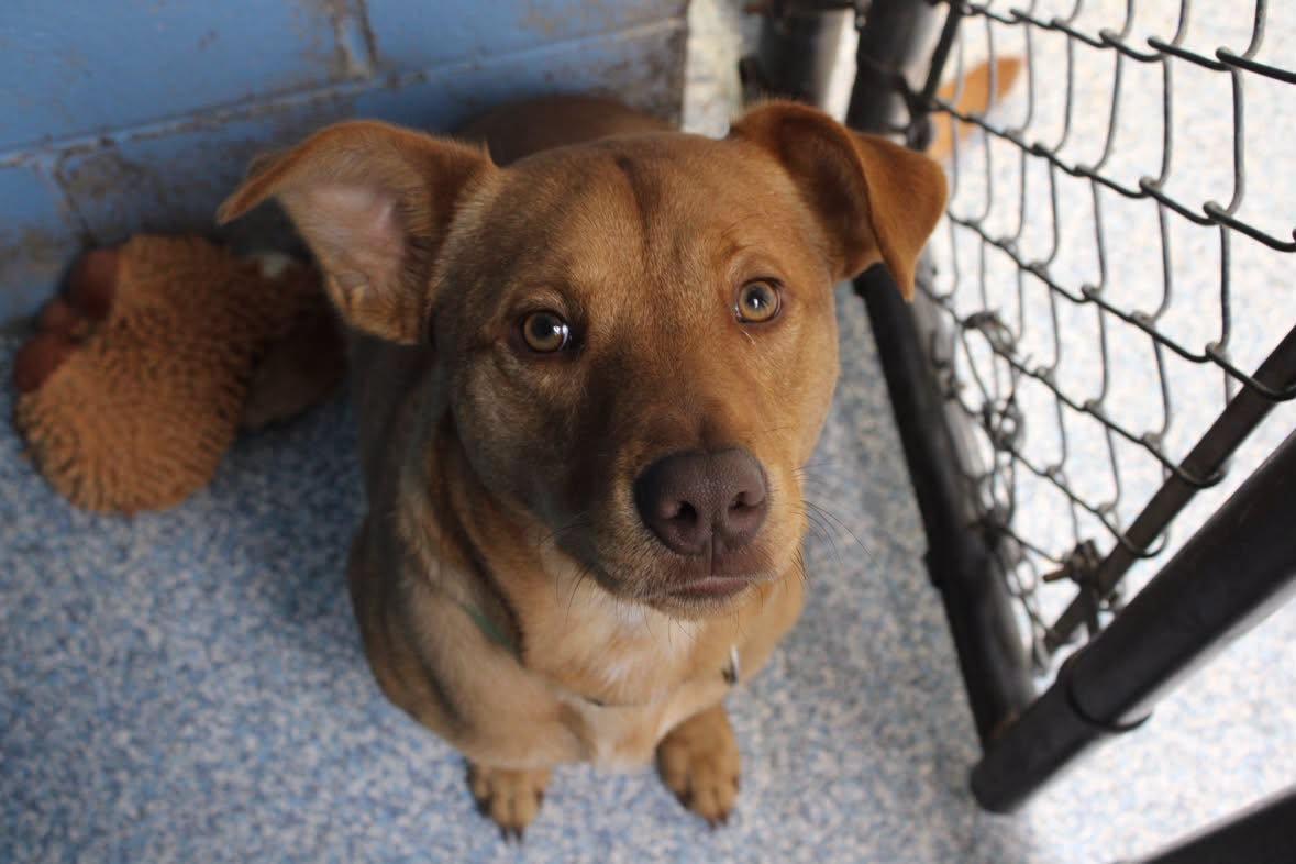 Enlarge Taz, a Adoptable mixed breed in Stillwater, OK image 6/6