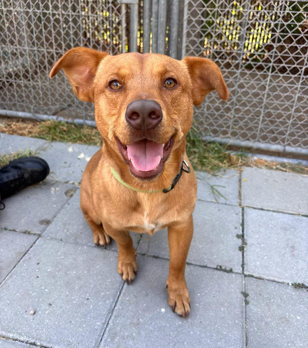 Enlarge Taz, a Adoptable mixed breed in Stillwater, OK image 1/6