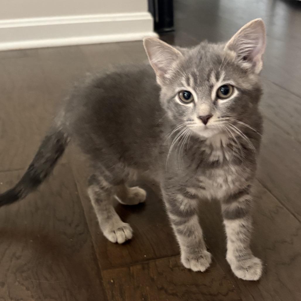 Maren, Adoptable, Kitten Female Domestic Short Hair.