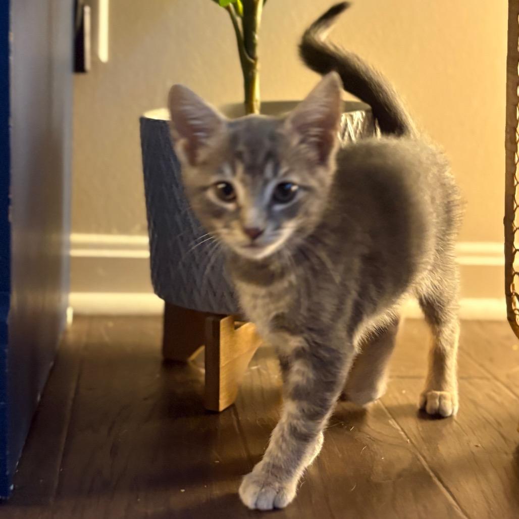 Enlarge Maren, a Adoptable Domestic Short Hair in La Grange, KY image 2/3