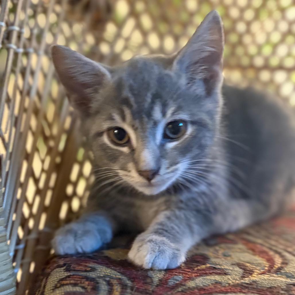 Enlarge Maren, a Adoptable Domestic Short Hair in La Grange, KY image 3/3