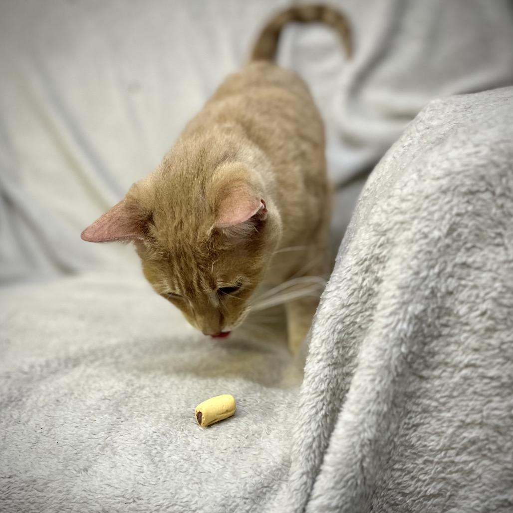 Enlarge Tinkerbell, a Adoptable Domestic Short Hair in Baldwin, WI image 1/6