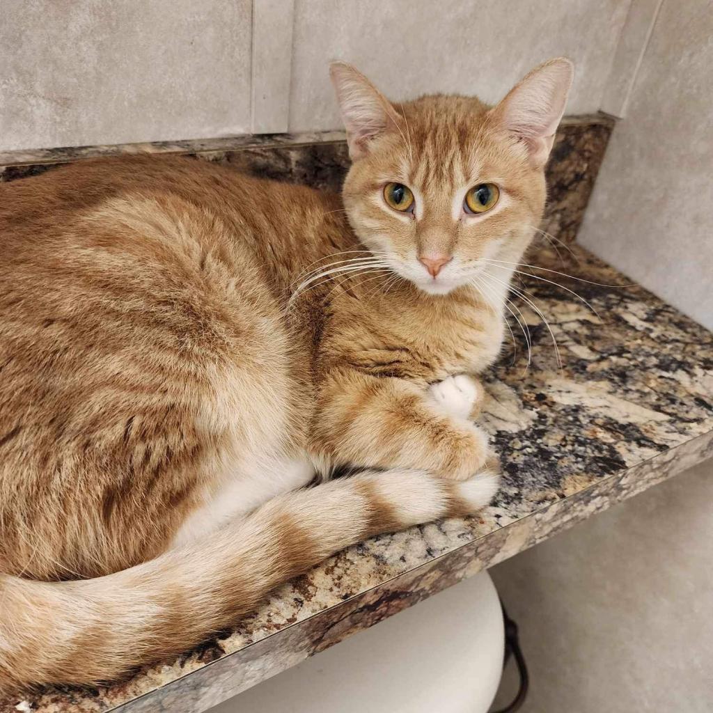 Enlarge Tinkerbell, a Adoptable Domestic Short Hair in Baldwin, WI image 4/6