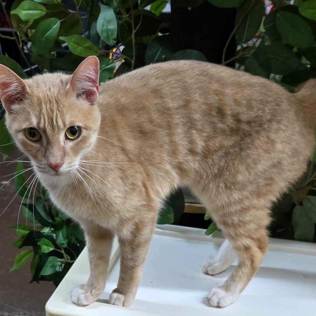 Enlarge Tinkerbell, a Adoptable Domestic Short Hair in Baldwin, WI image 5/6