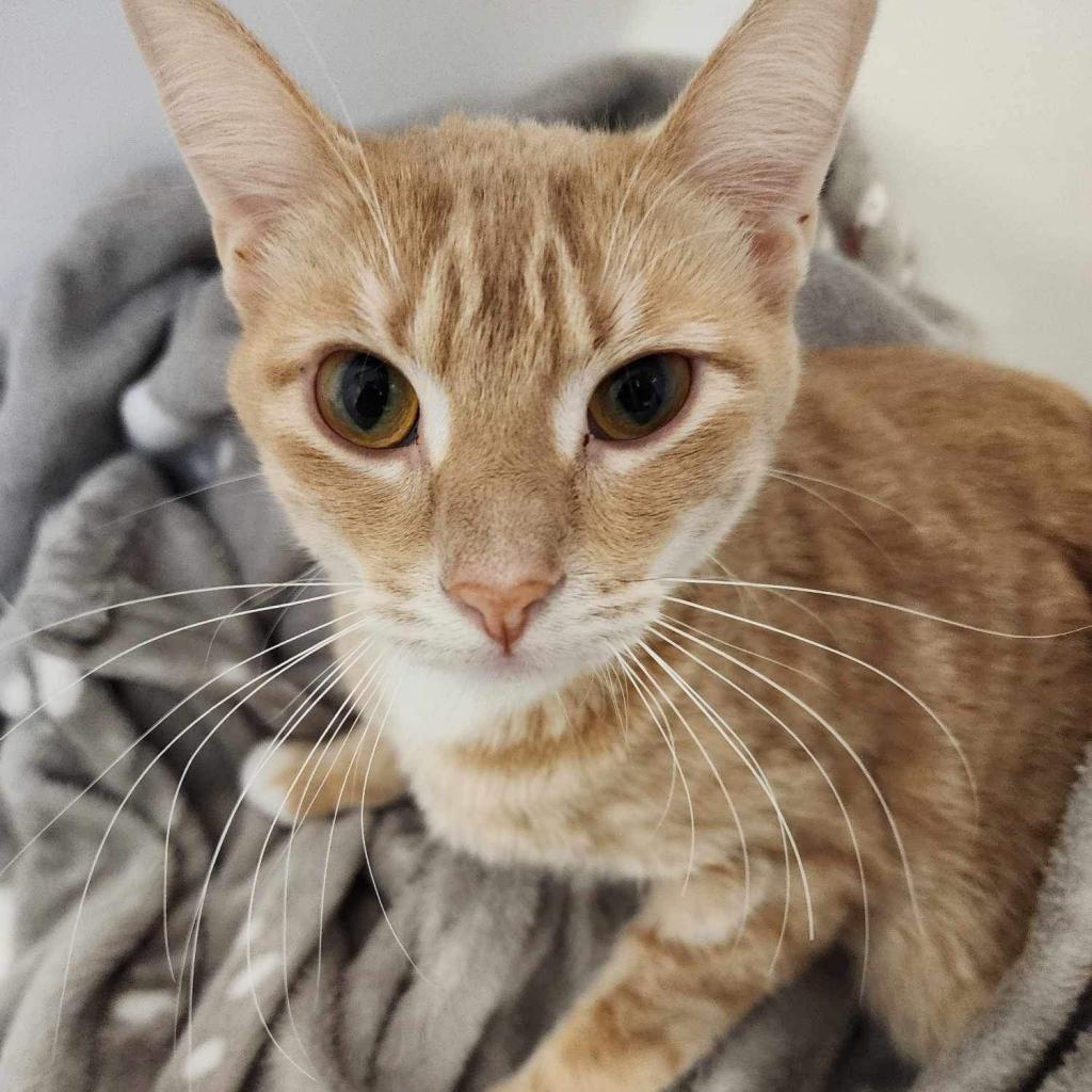 Enlarge Tinkerbell, a Adoptable Domestic Short Hair in Baldwin, WI image 6/6