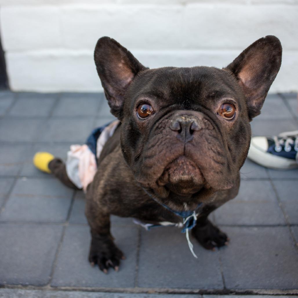 Feldman, Adoptable, Adult Male French Bulldog.