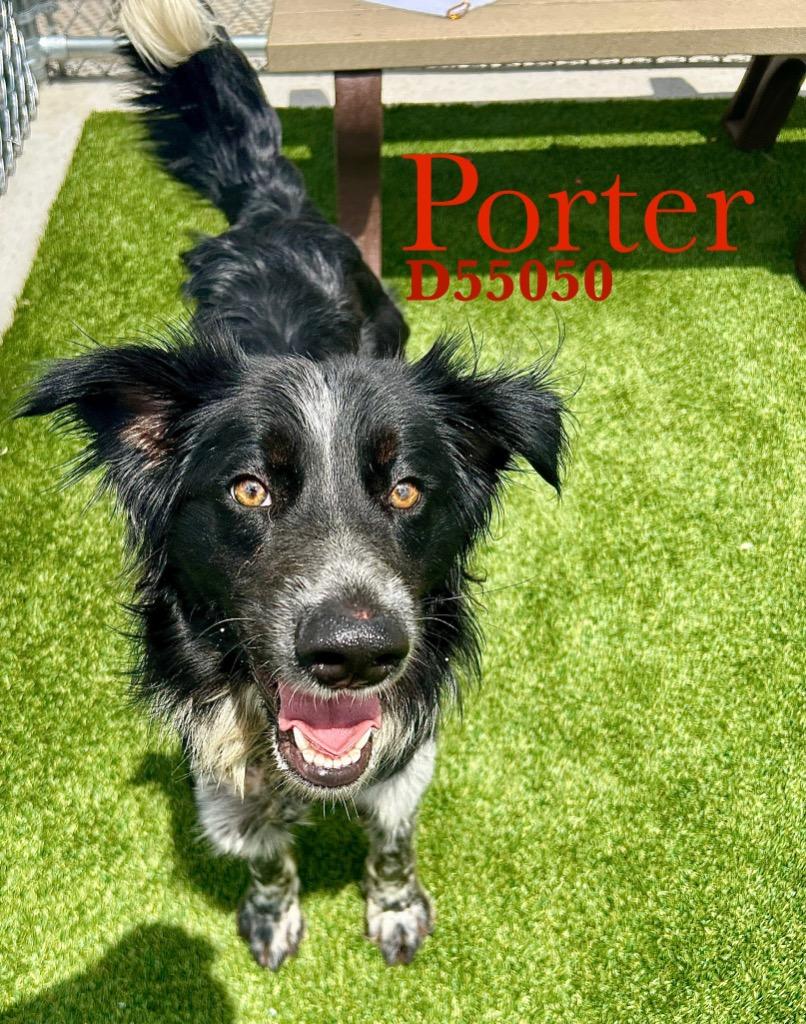 Enlarge Porter, a Adoptable mixed breed in Clarksville, TN image 1/1