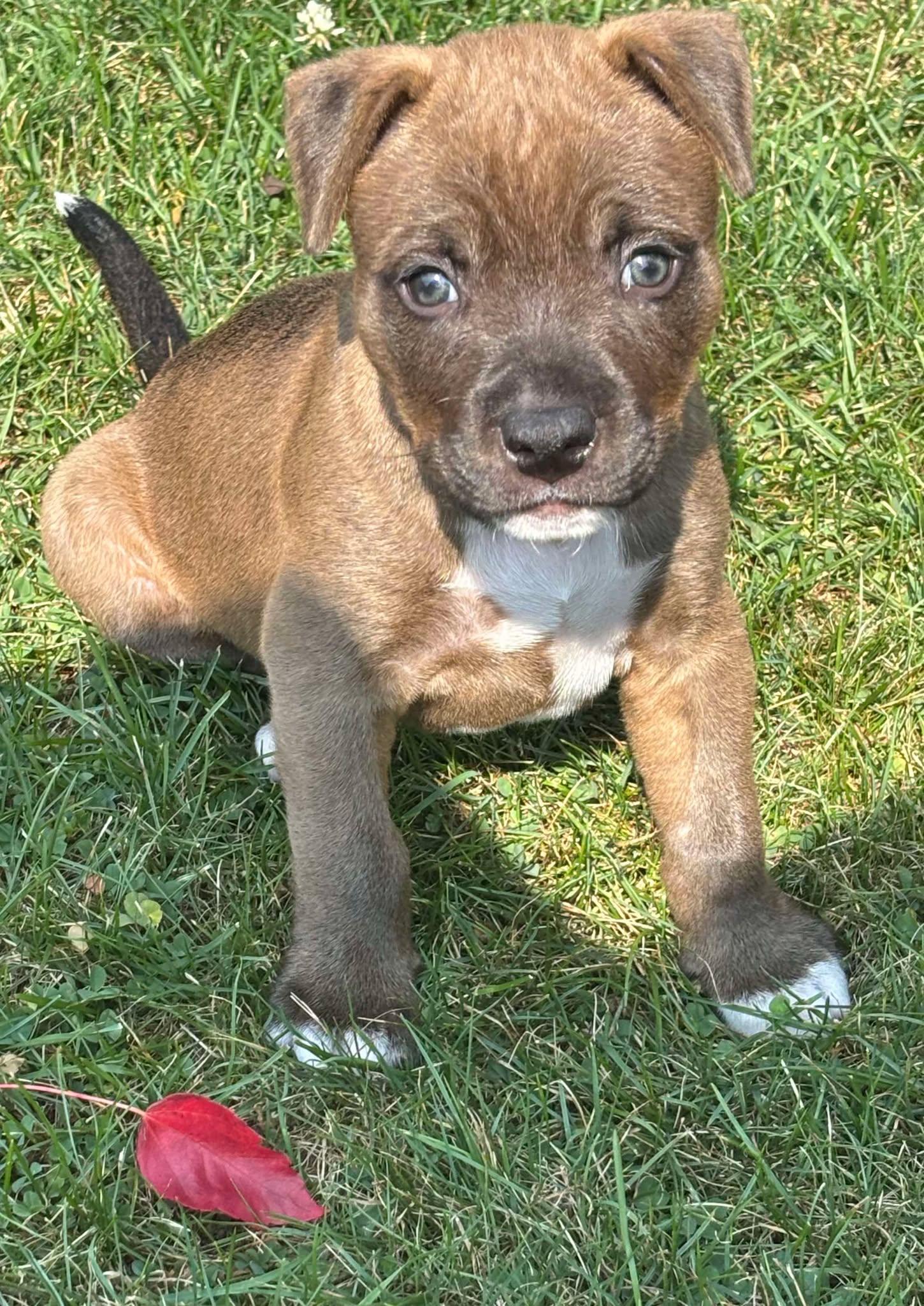 Axel