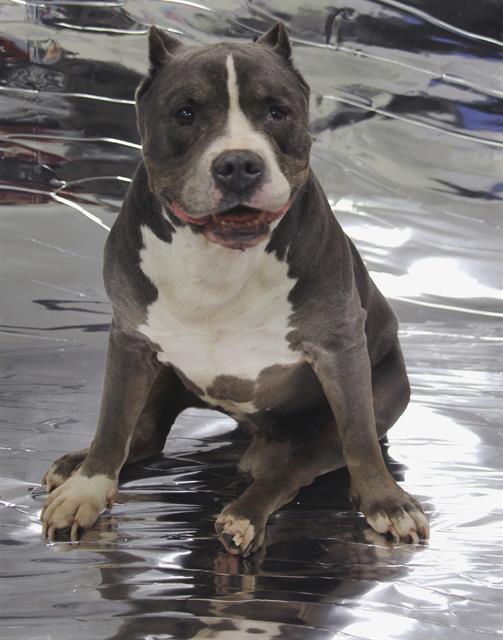 TANNER, Adoptable, Adult Male American Staffordshire Terrier & Mixed Breed.