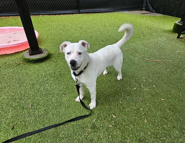 BLADE, Adoptable, Adult Male Labrador Retriever & Mixed Breed.