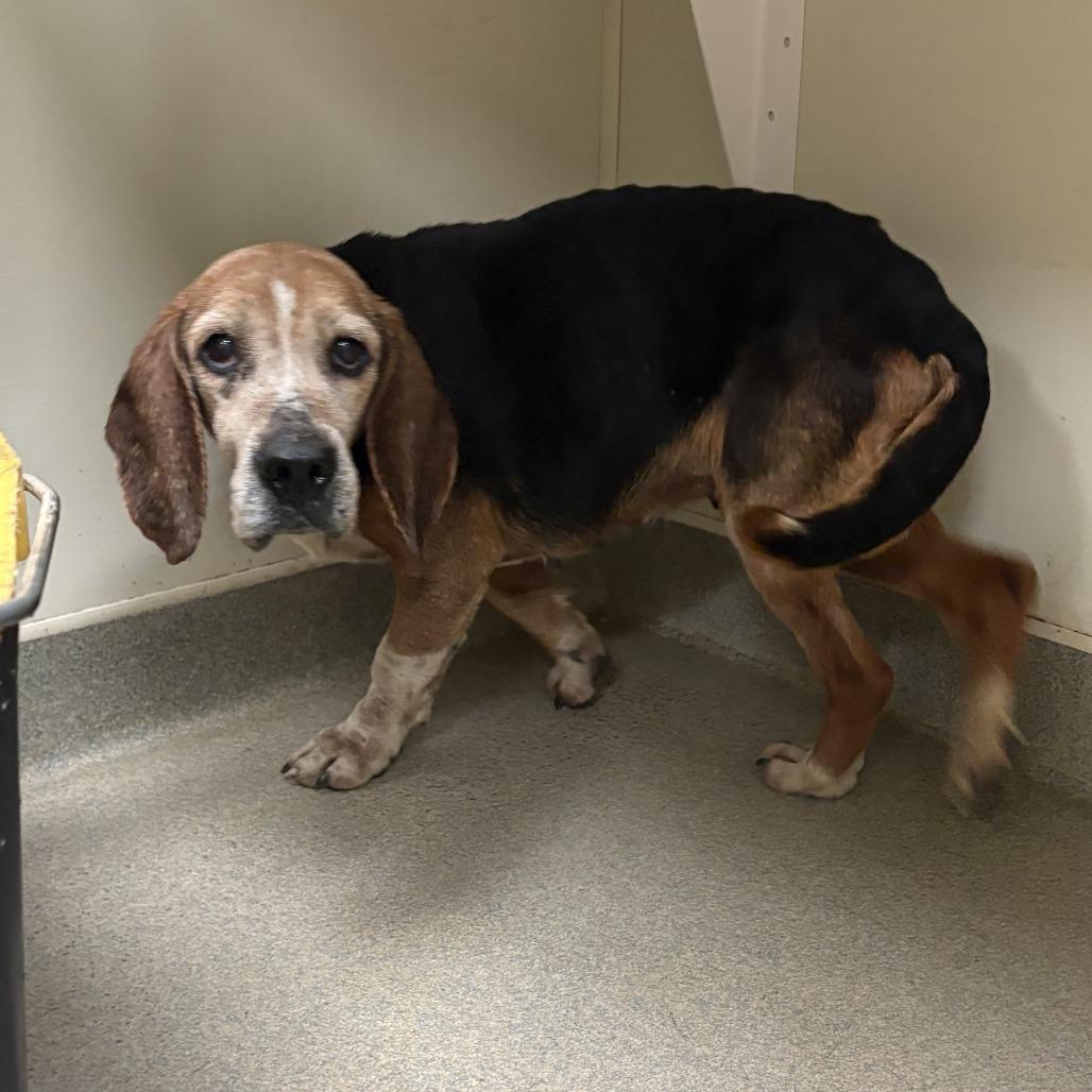 Enlarge Mildred, a Adoptable Beagle in Fairfax Station, VA image 1/6