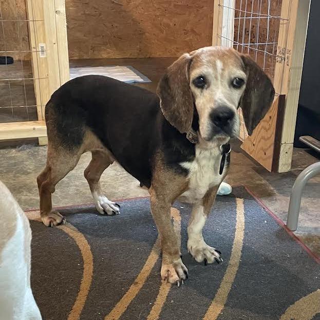 Enlarge Mildred, a Adoptable Beagle in Fairfax Station, VA image 2/6