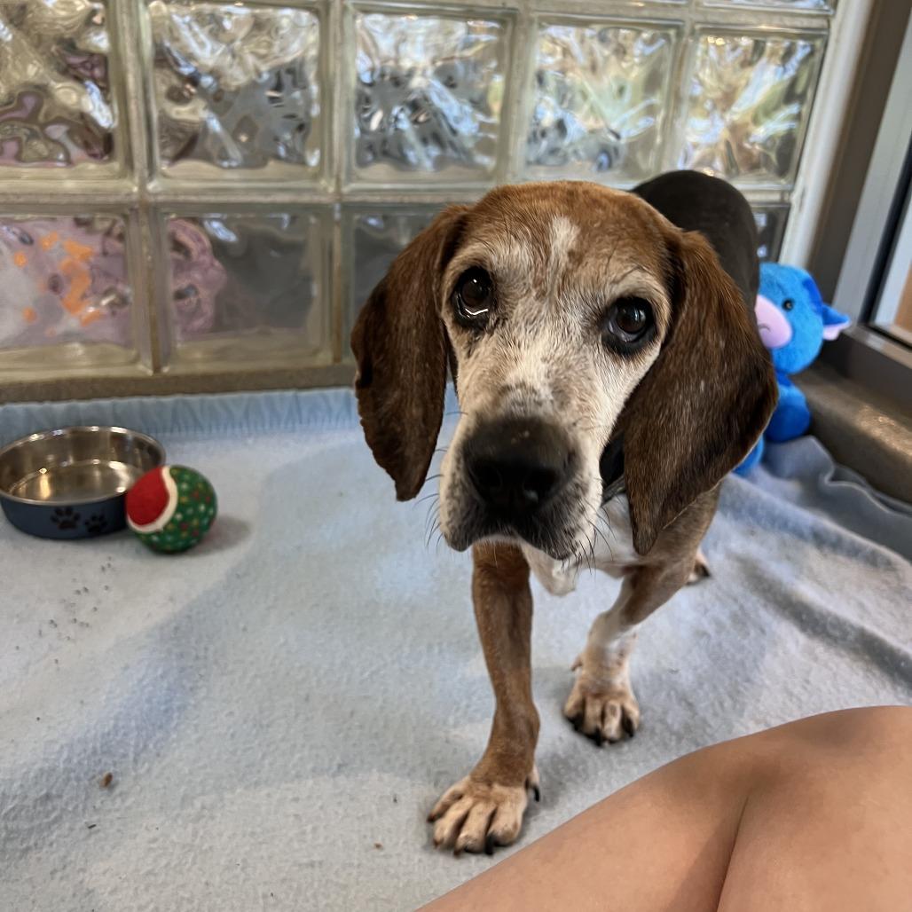 Enlarge Mildred, a Adoptable Beagle in Fairfax Station, VA image 3/6