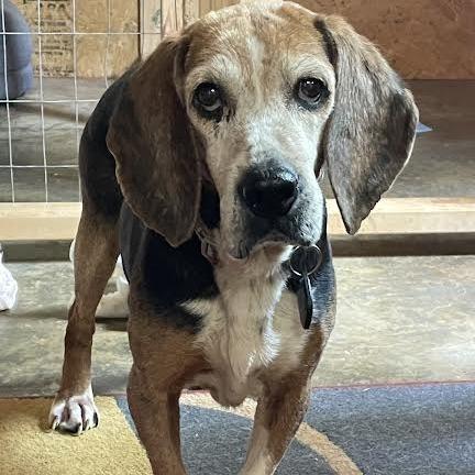 Enlarge Mildred, a Adoptable Beagle in Fairfax Station, VA image 4/6
