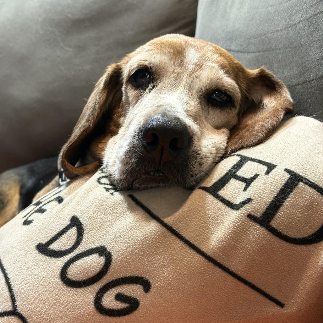 Enlarge Mildred, a Adoptable Beagle in Fairfax Station, VA image 5/6