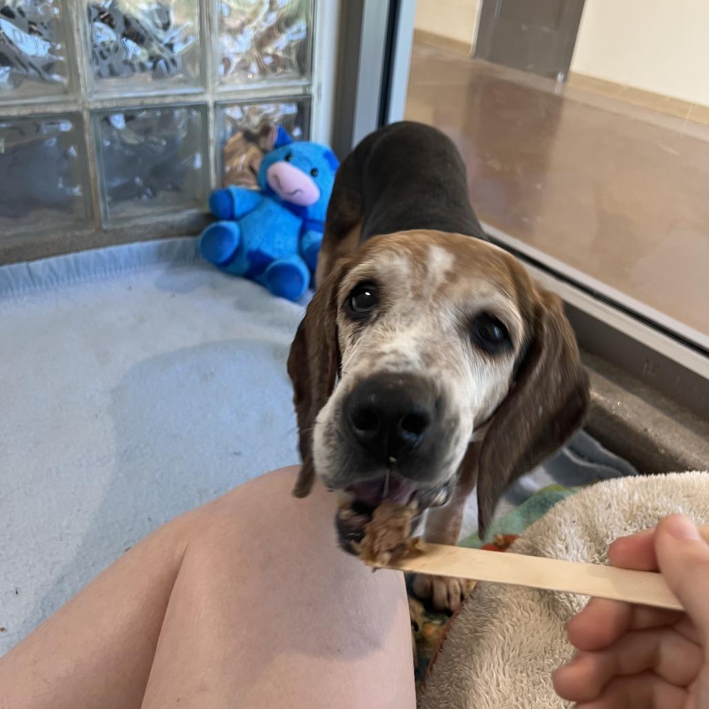 Enlarge Mildred, a Adoptable Beagle in Fairfax Station, VA image 6/6