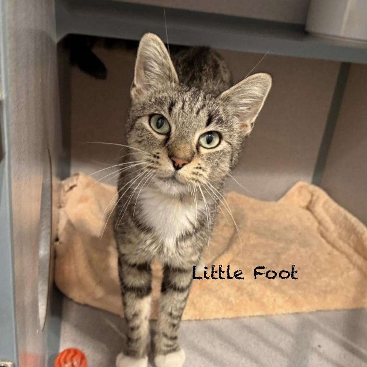 Enlarge Little Foot, an adoptable Domestic Short Hair in Palatine, IL image 1/2