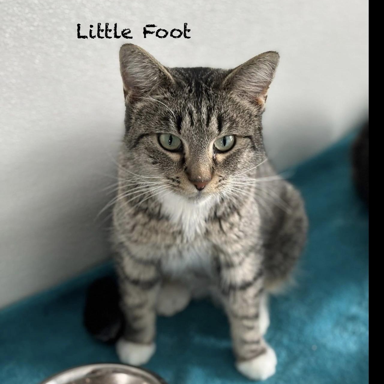 Enlarge Little Foot, an adoptable Domestic Short Hair in Palatine, IL image 2/2