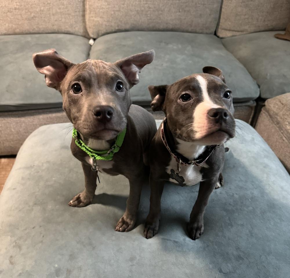 Caprio , a ADOPTABLE Pit Bull Terrier in China Township, MI image 5/5