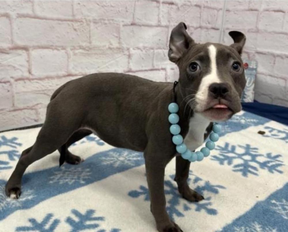 Caprio , a ADOPTABLE Pit Bull Terrier in China Township, MI image 4/5