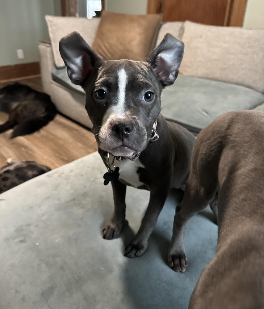 Caprio , a ADOPTABLE Pit Bull Terrier in China Township, MI image 2/5