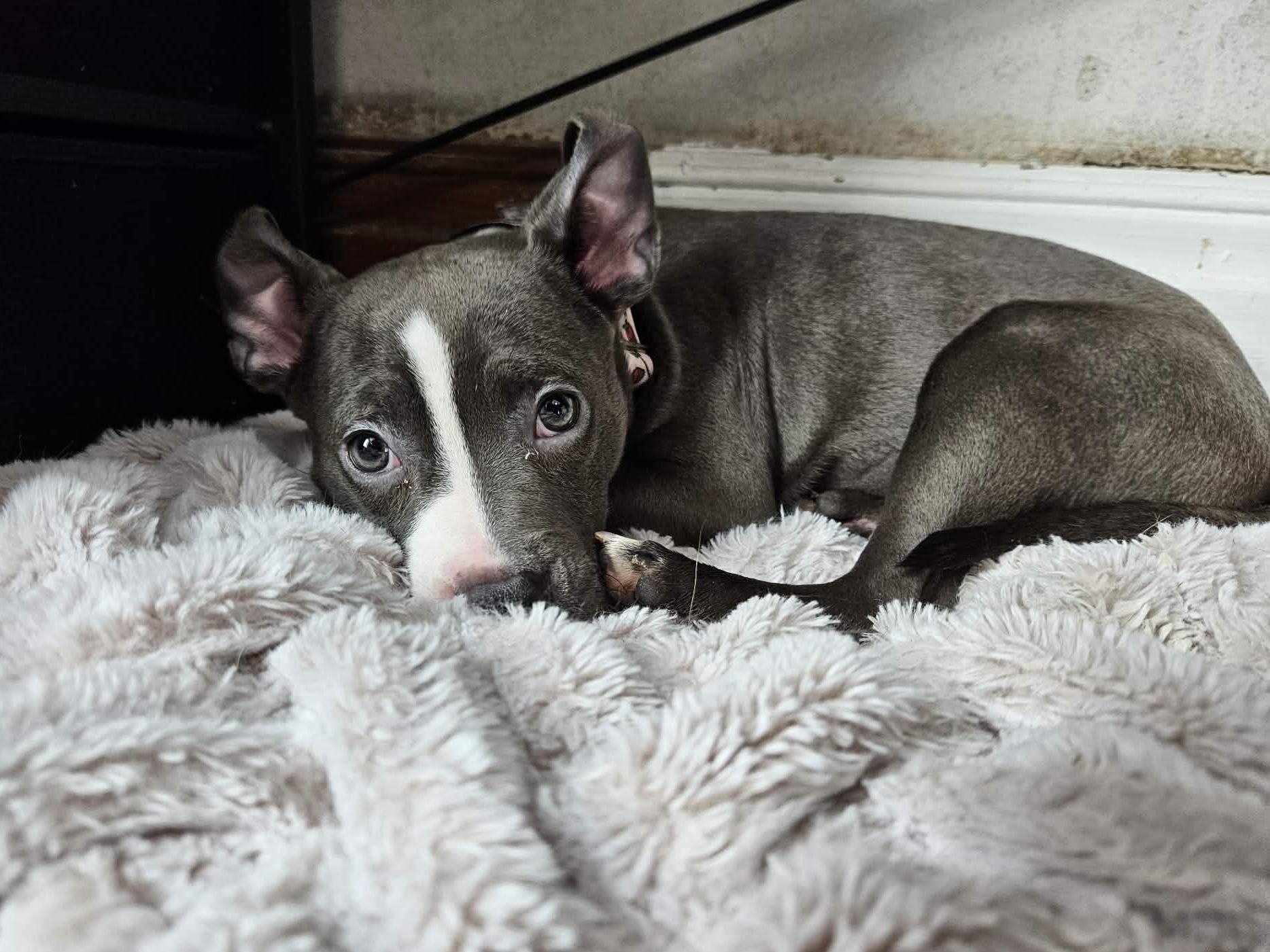 Caprio , ADOPTABLE, Puppy Female Pit Bull Terrier.