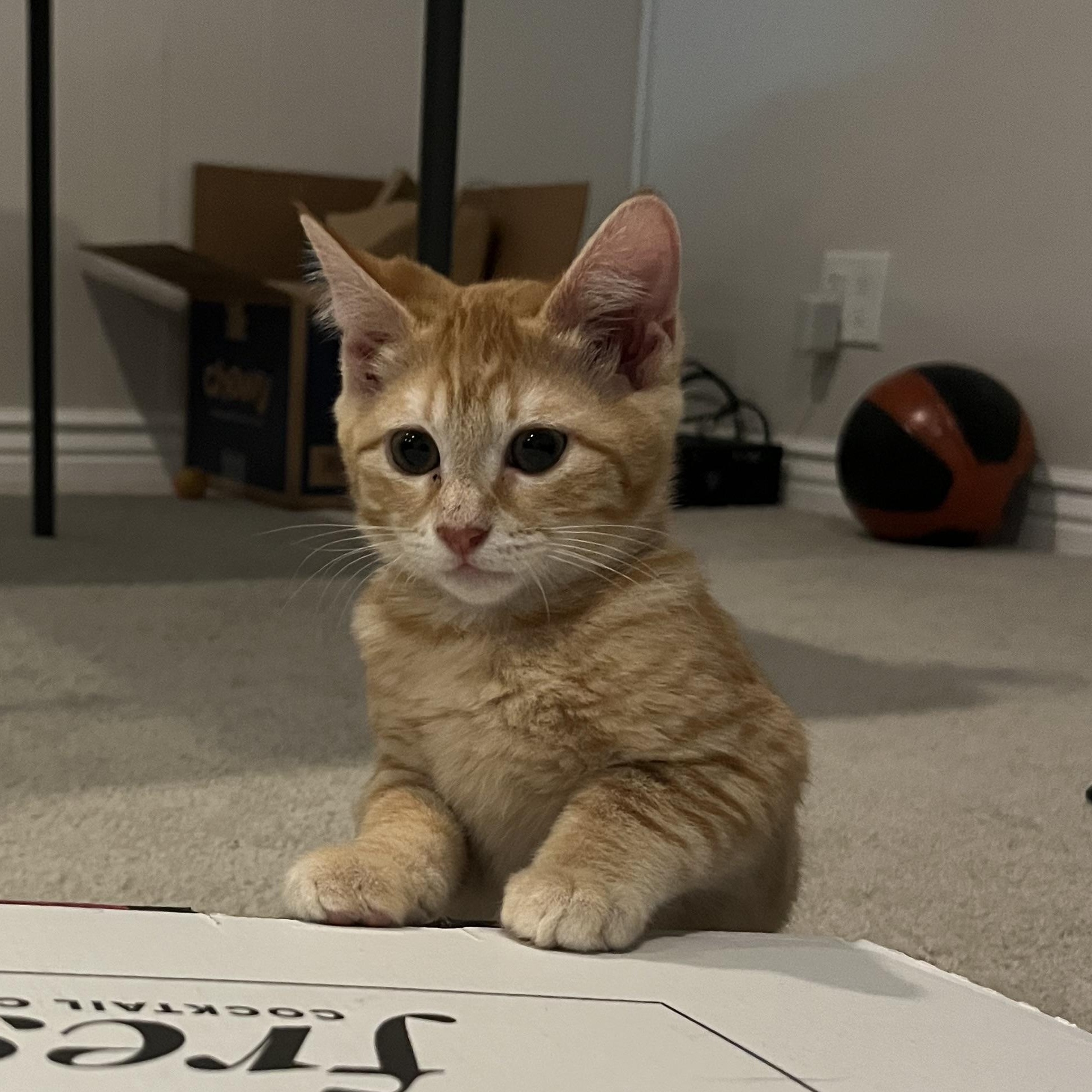 Enlarge Shrimp, an adoptable Domestic Short Hair in Renton , WA image 1/1