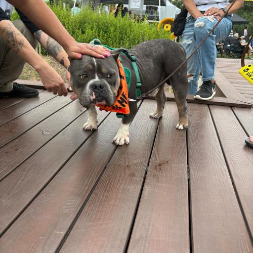 Enlarge Bagel, a Adoptable mixed breed in Austin, TX image 2/5
