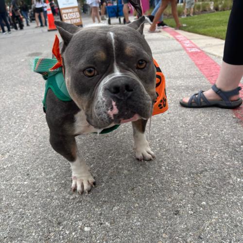Enlarge Bagel, a Adoptable mixed breed in Austin, TX image 3/5