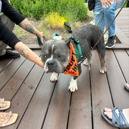 Enlarge Bagel, a Adoptable mixed breed in Austin, TX image 4/5