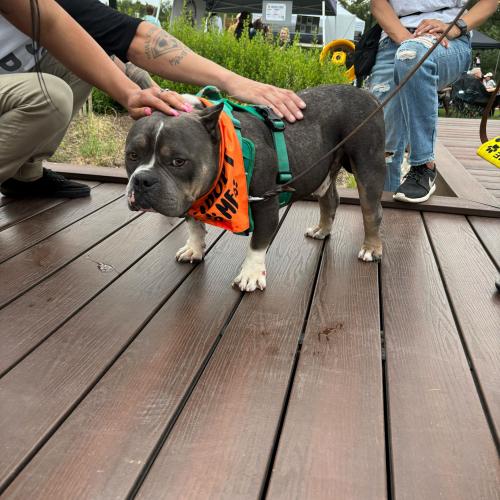 Enlarge Bagel, a Adoptable mixed breed in Austin, TX image 5/5