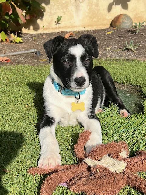 Freddie, Adopted, Young Male Border Collie.