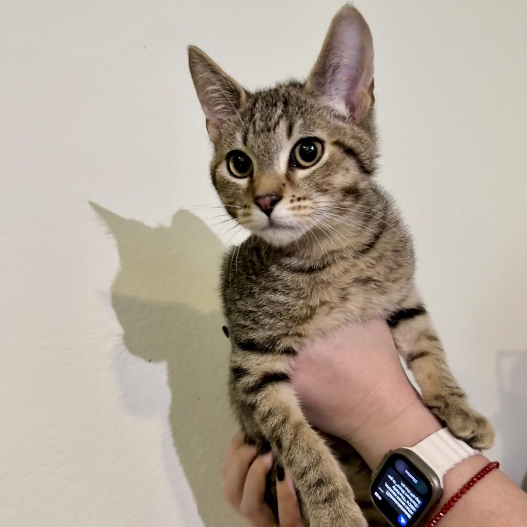 Snickers, Adoptable, Kitten Male Domestic Short Hair.