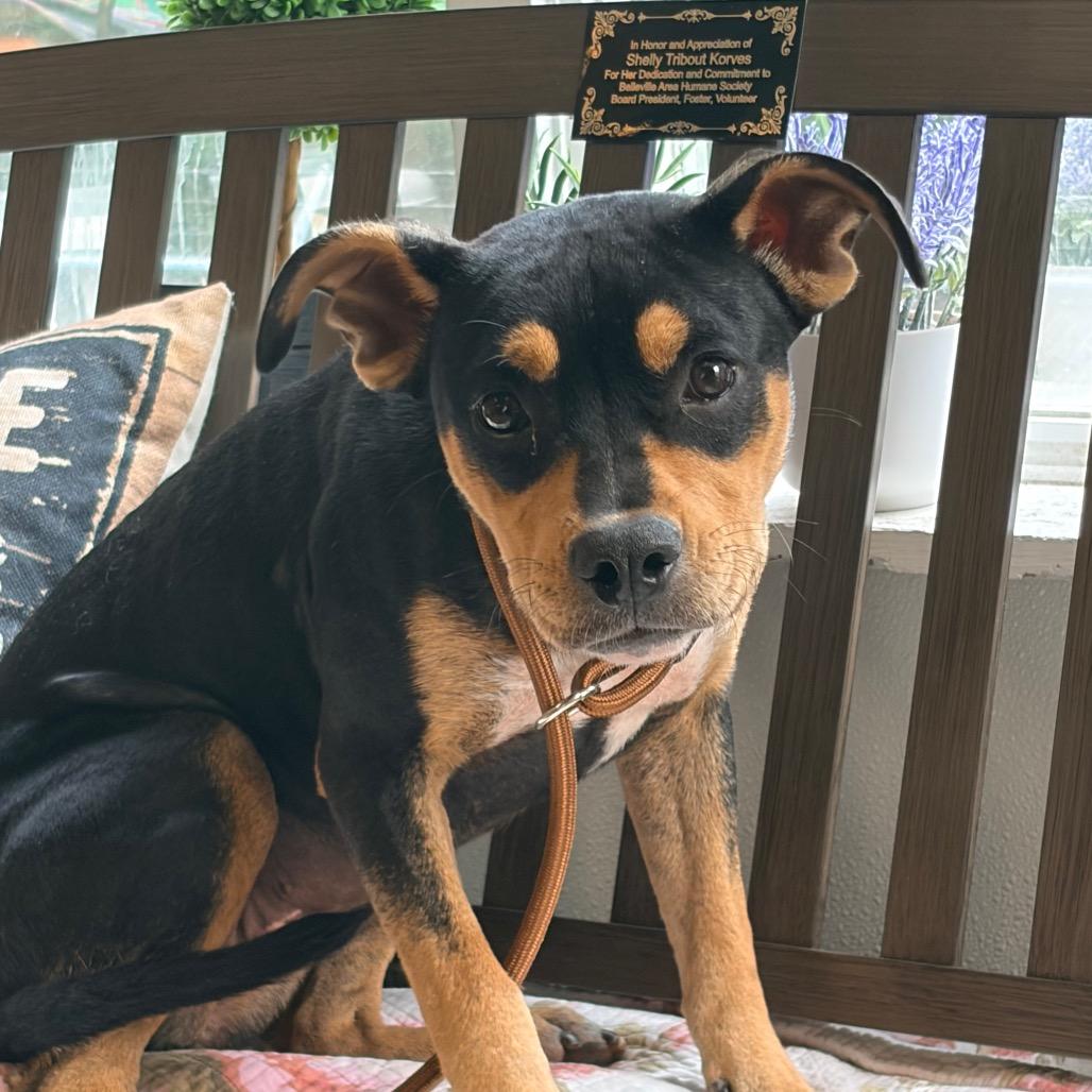 Enlarge Aveeno (Foster), a Adoptable mixed breed in Belleville, IL image 1/1