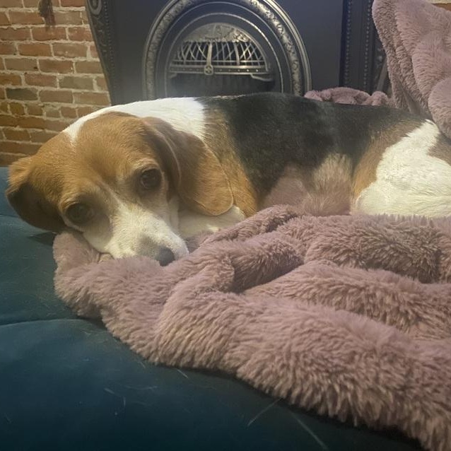 Beluga, an adopted Beagle in Denver, CO image 2/4