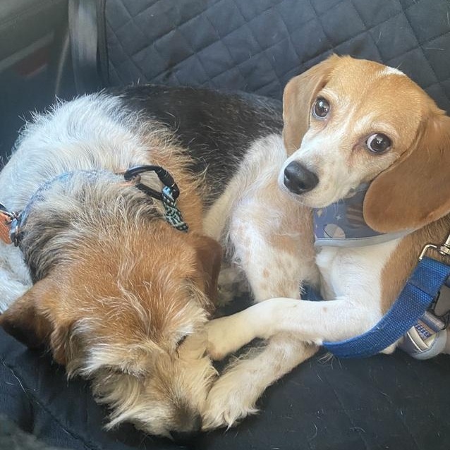 Beluga, an adopted Beagle in Denver, CO image 3/4