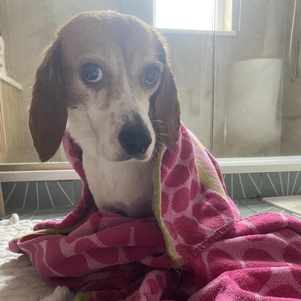 Beluga, an adopted Beagle in Denver, CO image 4/4