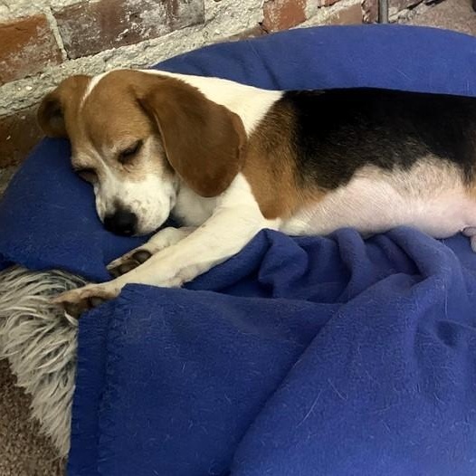 Beluga, an adopted Beagle in Denver, CO image 1/4