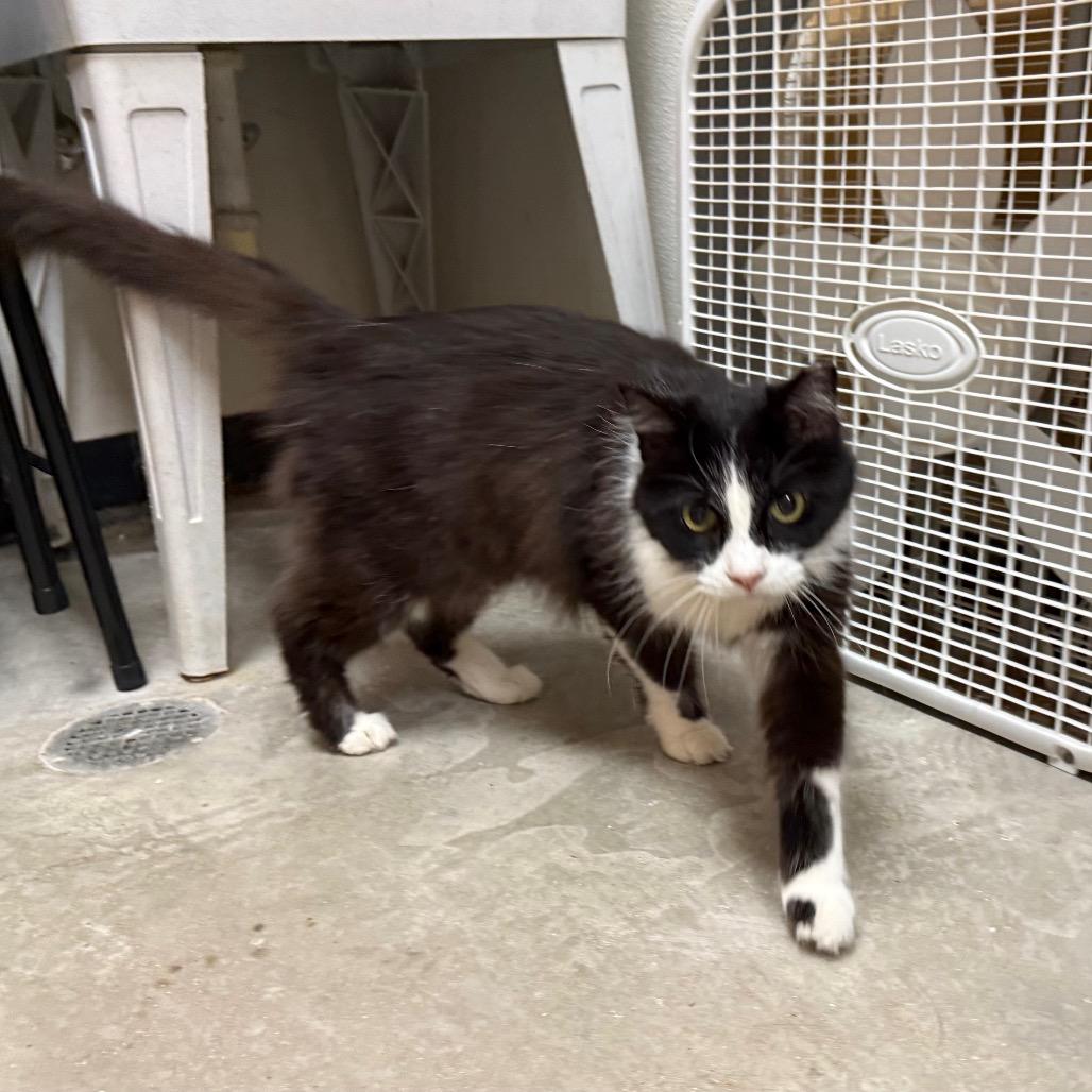 Enlarge Oreo, a Adoptable Domestic Medium Hair in Saint Louis, MO image 1/6