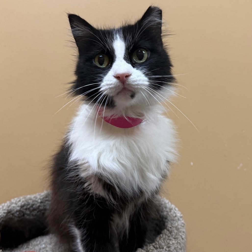 Enlarge Oreo, a Adoptable Domestic Medium Hair in Saint Louis, MO image 2/6