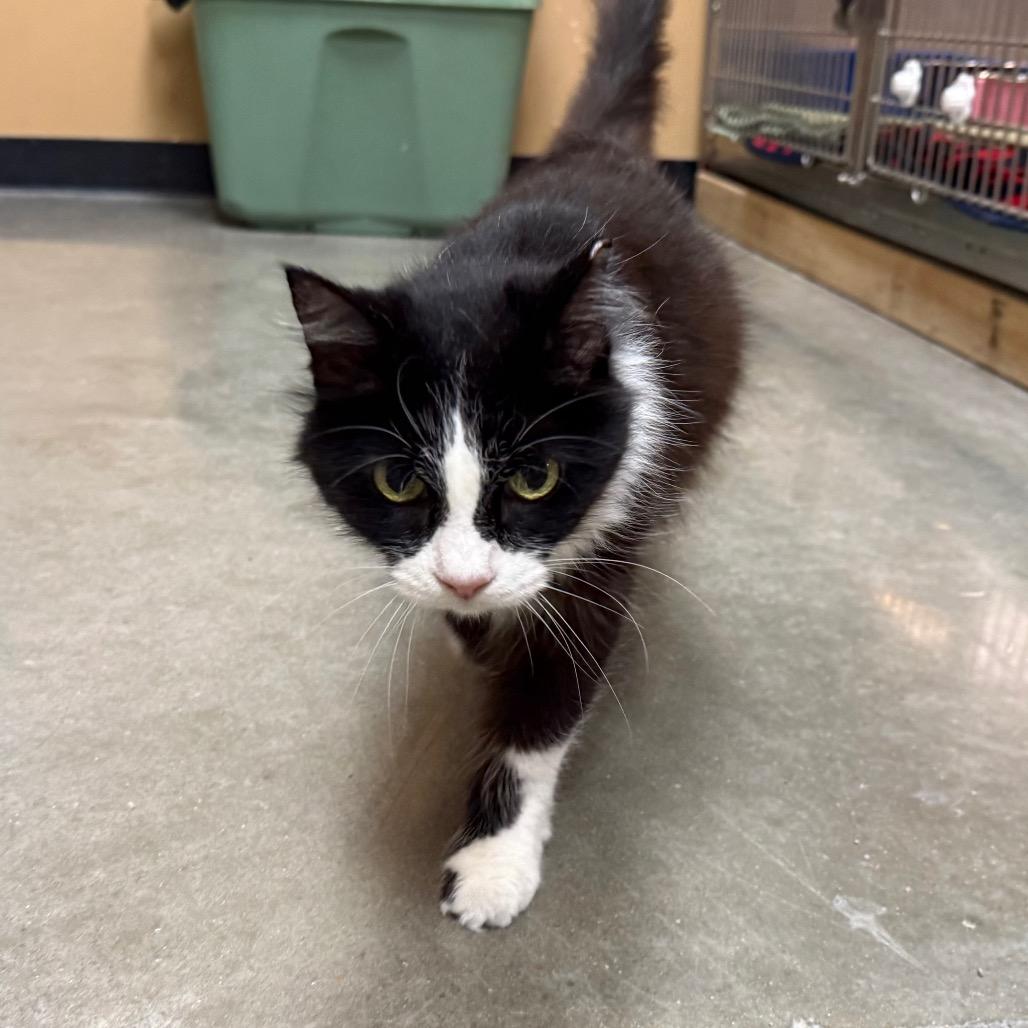 Enlarge Oreo, a Adoptable Domestic Medium Hair in Saint Louis, MO image 3/6