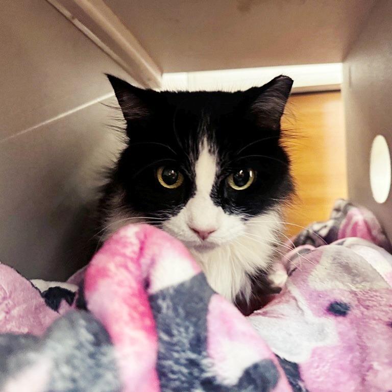 Enlarge Oreo, a Adoptable Domestic Medium Hair in Saint Louis, MO image 4/6