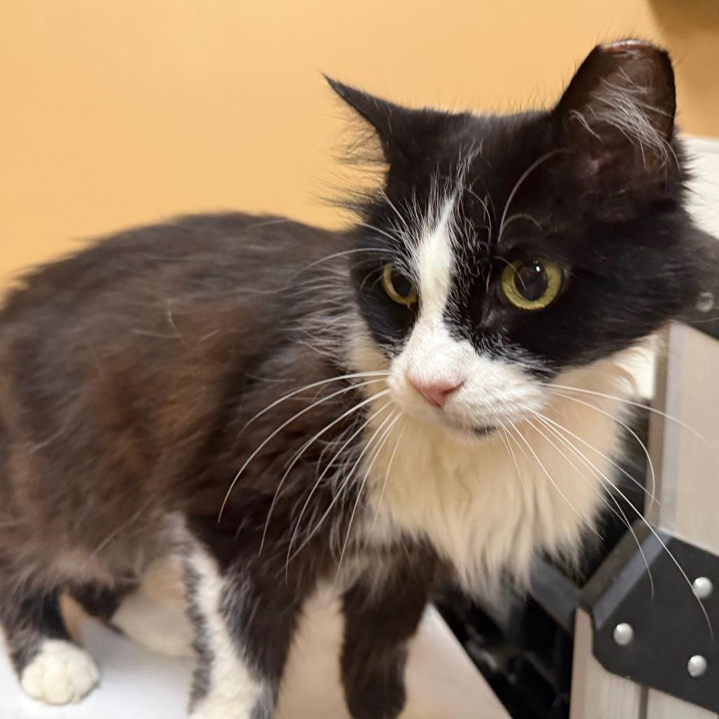 Enlarge Oreo, a Adoptable Domestic Medium Hair in Saint Louis, MO image 5/6