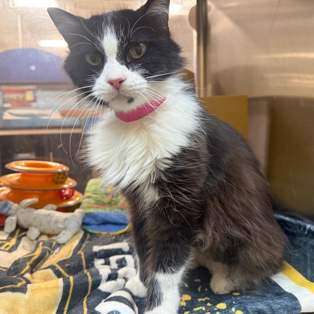 Enlarge Oreo, a Adoptable Domestic Medium Hair in Saint Louis, MO image 6/6