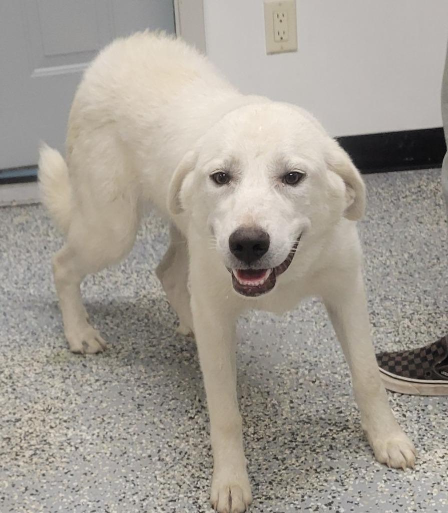 Janet, Adoptable, Young Female Great Pyrenees & Anatolian Shepherd.