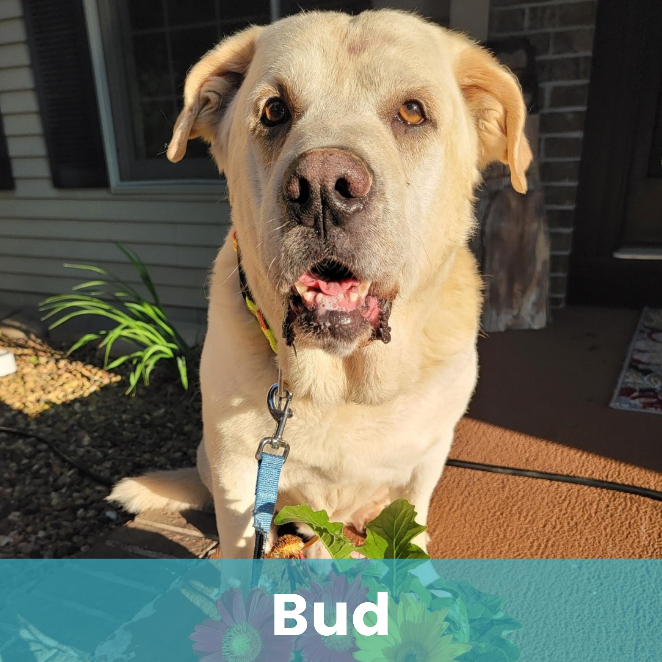 Bud