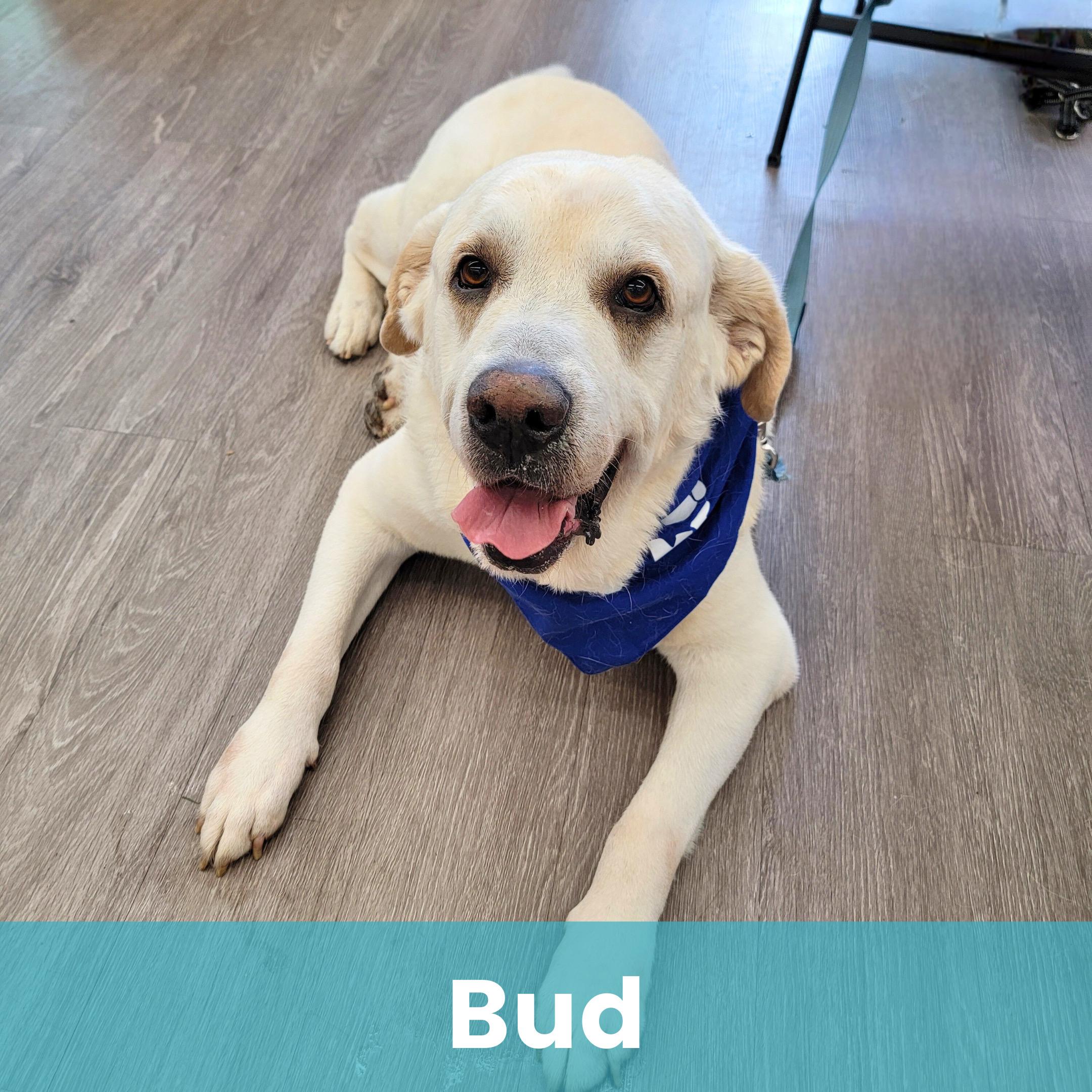 Bud, adoptable, Senior Male Mixed Breed.